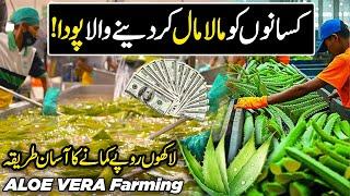 Modern ALOE VERA Farming in Pakistan | New Million Dollar Medicinal Crop | Kissan Ka Pakistan