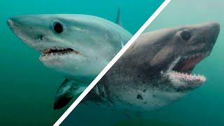 Porbeagle & Salmon Sharks - The Underrated Great White Relatives