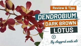 Review Anggrek Dendrobium Dark Brown Lotus!!!