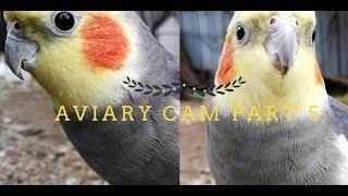 Aviary cam PART 5 - Curious Cockatiels