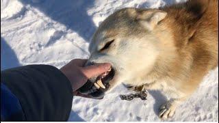 Западно-Сибирские Лайки, знакомство со всеми питомцами