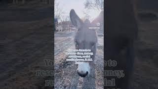 FAQ 7: How can I help save horses and donkeys? … there are so many ways but this is the biggest!