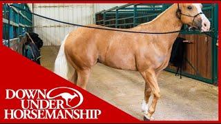 Clinton Anderson: Correcting a Horse That Paws While Tied Up - Downunder Horsemanship