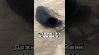 Друзей предают… #helpanimals #собака #помощьживотным #животные #dogshelter #приют #dog #doglove