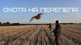 Охота на перепела с легавой собакой и манками. Quail Hunt.