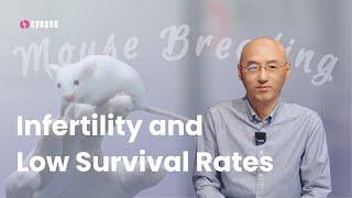 Mouse Breeding: Solving Infertility and Low Survival Rates | Cyagen