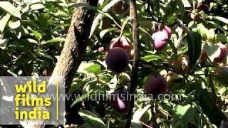 Plums and cherries belong to the same family - see them fruiting in India