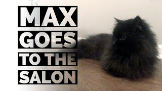 Max Goes to the Salon