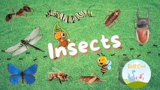 What is an insect? Why do we need Insects? | Learn insect names and insect body parts!