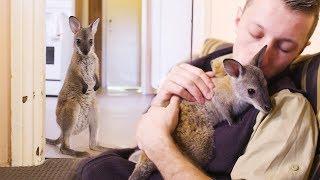 When you're best friends with a baby wallaby