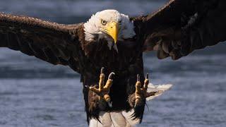 BALD EAGLE photography - Vancouver Island