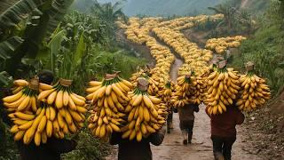 Chinese Farmers Harvest Millions Of Tons Of Traditional Fruit This Way - Agriculture Technology