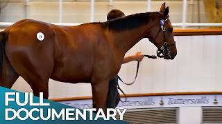 Champion Race Horses: Inside a Multi - Million Dollar Business | FD Finance