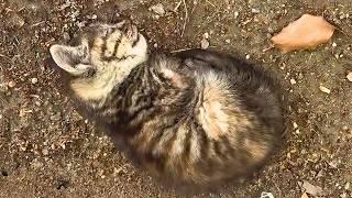 Stray cat lay in agony waiting to die. After rescuing it did I realize how serious its illness was