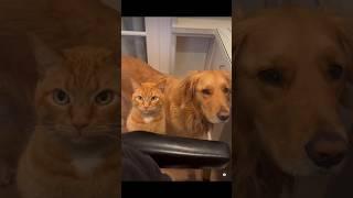 CATS AND DOGS FUNNY CUTE VIDEOS 646