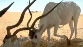 Addax in the Sahara Desert