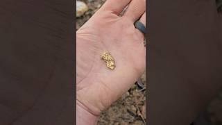 I found a BIG gold nugget!