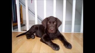 Labrador Welpen.Labrador Puppies