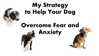 Strategy to Help Your Dog Overcome Fear and Anxiety