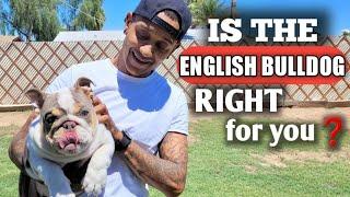 Is The English Bulldog The Right Breed For You?