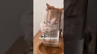 #cat #dog #funny #happycats #catmemes #music #memes #pets
