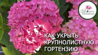 КОГДА И КАК УКРЫВАТЬ КРУПНОЛИСТНУЮ ГОРТЕНЗИЮ