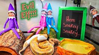 Evil Elf on the Shelf Snake Cage!! Day 11