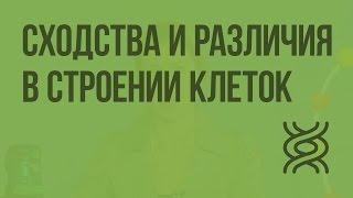 Сходства и различия в строении клеток растений, животных, грибов. Видеоурок по биологии 10 класс