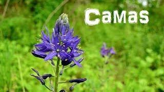 (The Northwest Forager) Ep. 5 Camas