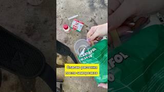 Спасаю растения после заморозков  #дача #садиогород #огород #сад