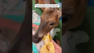 Rescue a baby deer #animalshorts #shortvideo #animalrescue