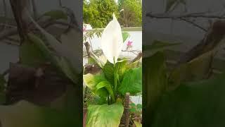 how is it guys please comment   #terracegarden with anita #youtubeshort