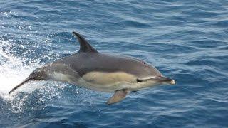 Adorable Common Dolphins