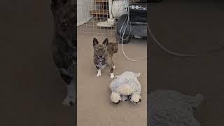 Puppy Dog Betty Girl Playing Stares. #betty #bettygirlshorts #puppy #dog #video #viral #chihuahua