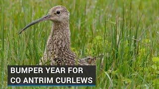 Bumper year for curlew in Northern Ireland