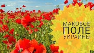 МАКОВОЕ ПОЛЕ УКРАИНЫ / POPPY FIELD OF UKRAINE