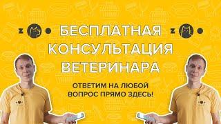 Бесплатная консультация ветеринара онлайн. Задайте вопрос ветеринару прямо здесь!