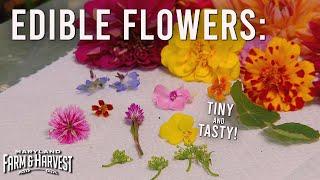 Urban Farm Grows Edible Flowers | Maryland Farm & Harvest