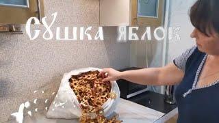 Сушка яблок в электрической духовке