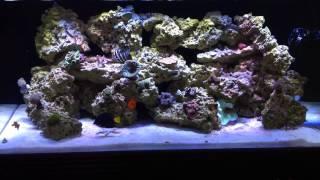 120g Reef Tank - Clear White Reef Slime
