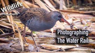 Water Rail Photography | UK Wildlife and Nature