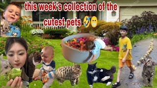 This week's cutest pets  funny videos of animals and masters and babies