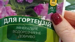 Секреты выращивания гортензий  на подоконнике,как черенки выглядят.