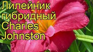 Лилейник гибридный Чарльз Джонстон. Краткий обзор, описание характеристик, где купить саженцы