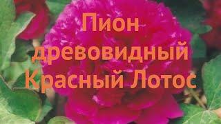 Пион древовидный Красный Лотос  обзор: как сажать, саженцы пиона Красный Лотос