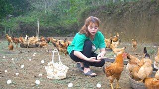 Single mom harvests chicken eggs to sell and visits her brother's new country house