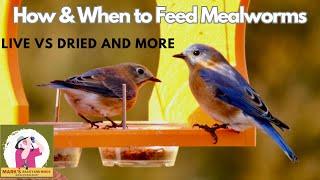How and When to Feed Mealworms