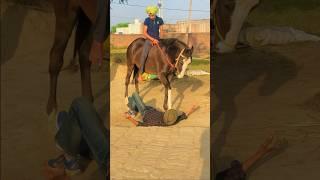 Punjabi horse lover whatsapp status #gurkirattalwandi #horseenthusiast #horses #indianhorselover