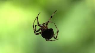 Random Spiders making webs