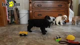 Adorable Cocker Spaniel Puppies